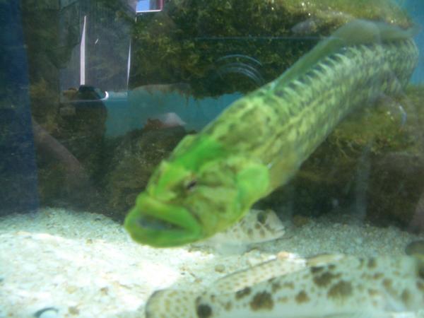 scary looking green eel fish