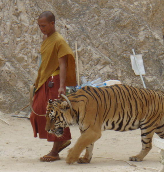 Monk and 'pet' tiger