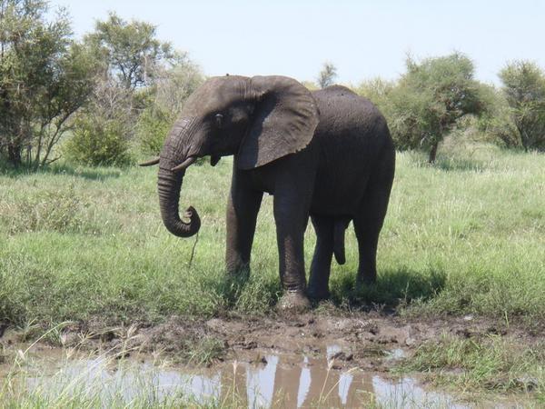 Big boy elephant