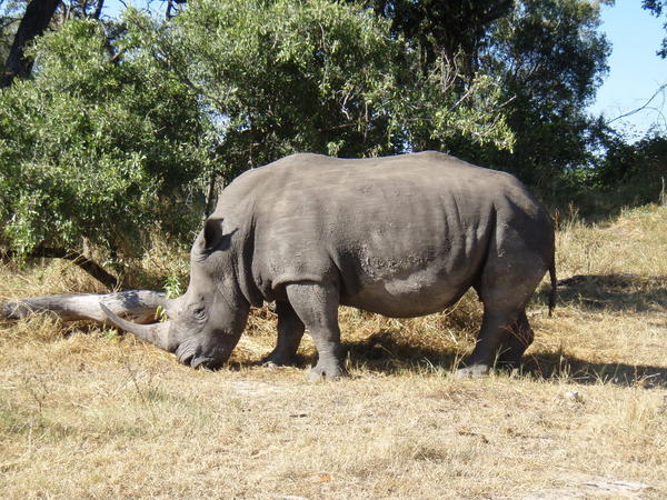 Wide Rhinos