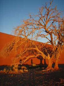 Dune 45, tree, and my shadow