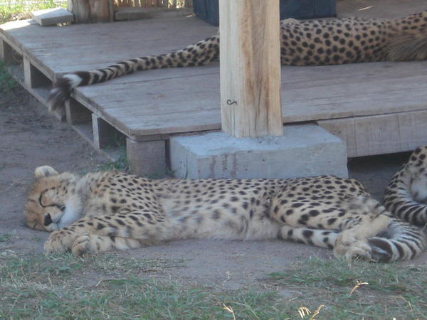 Cheetah Sanctuary