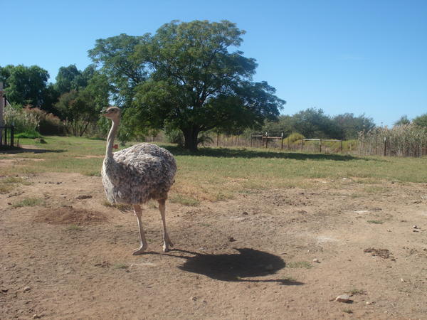Another Ostrich