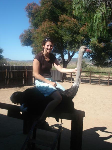 T sat on an ostrich