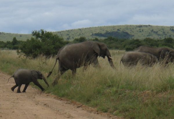elephants crossing