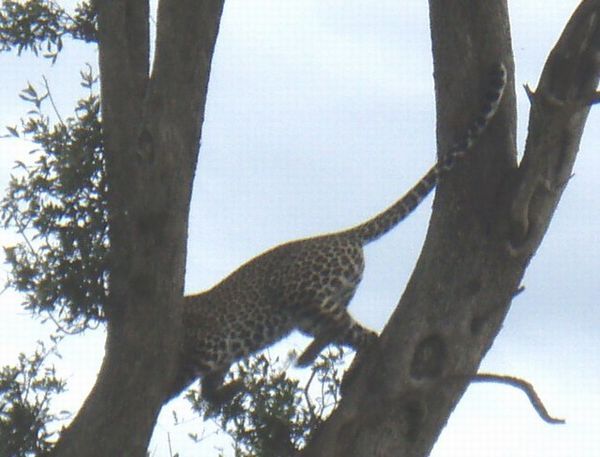 leopard climbing down