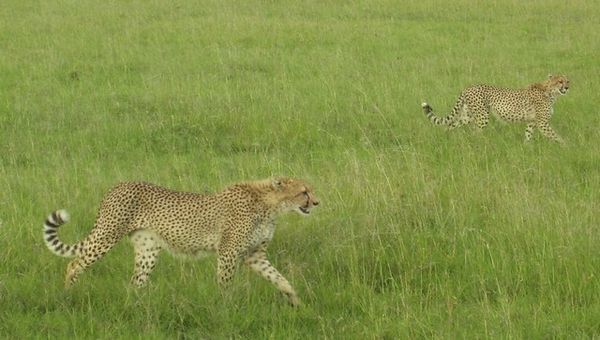 Cheetahs' evening stroll