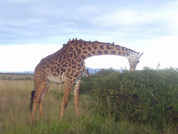 giraffe is joined by birds