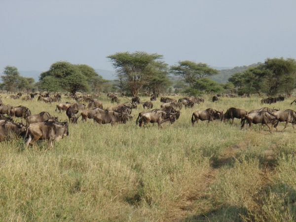 Wildebeast migration