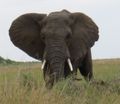 Big big elephant