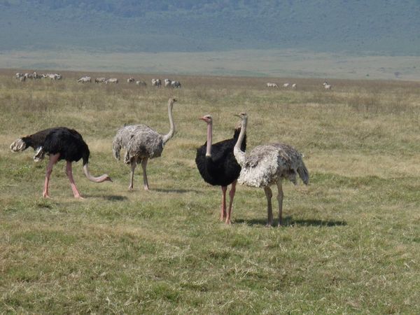 broody red ostriches