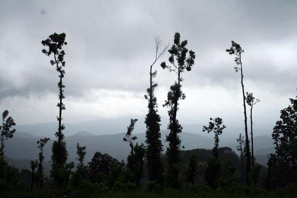 misty views at Ponmudi