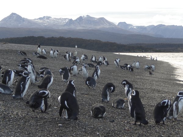 pinguins vuurland