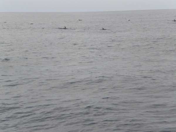 Dolfijnenvinnen