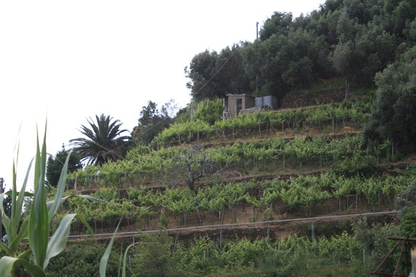 One of many vineyards 