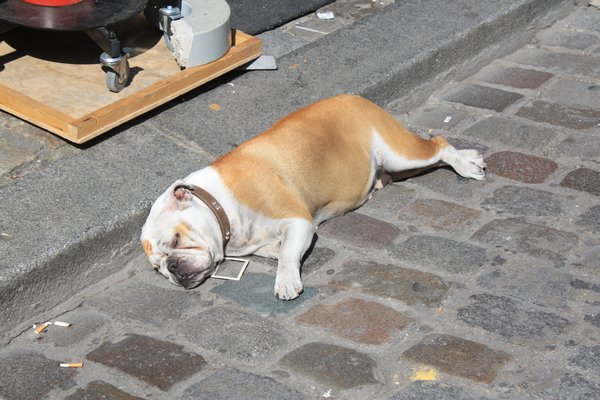 Dog sleeping in the street around Montmartre