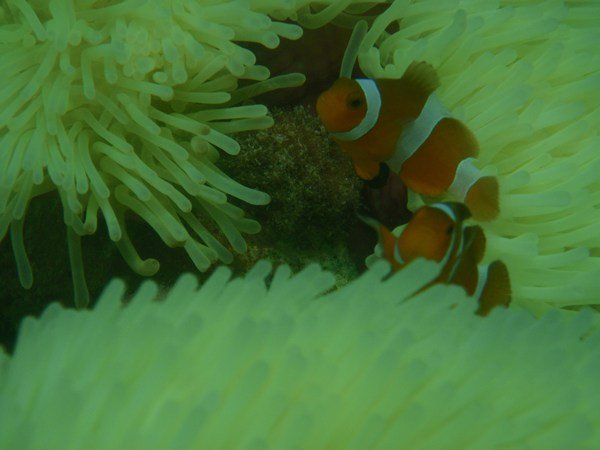 Finding Nemo..