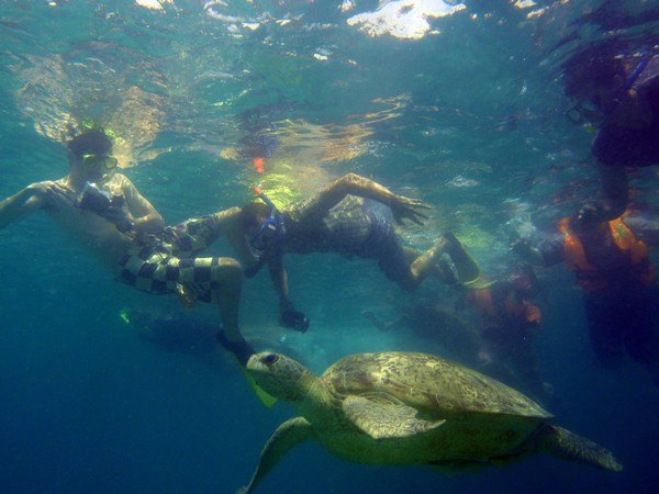 Swimming with the Turtle!
