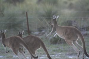 Kangaroo's on the run..