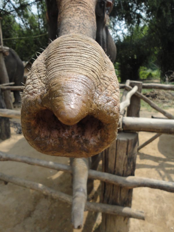 Elephant gives the camera a sniff