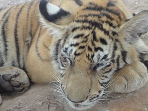 Beautiful Tiger cub