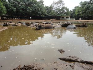 Water Buffalo cooling from the intense heat