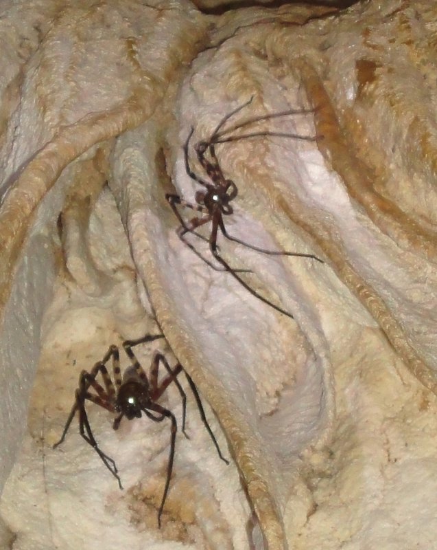 OMG wouldn't want to meet these in a dark cave!