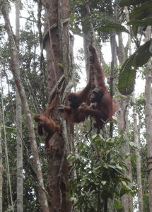 Family of Orangutans