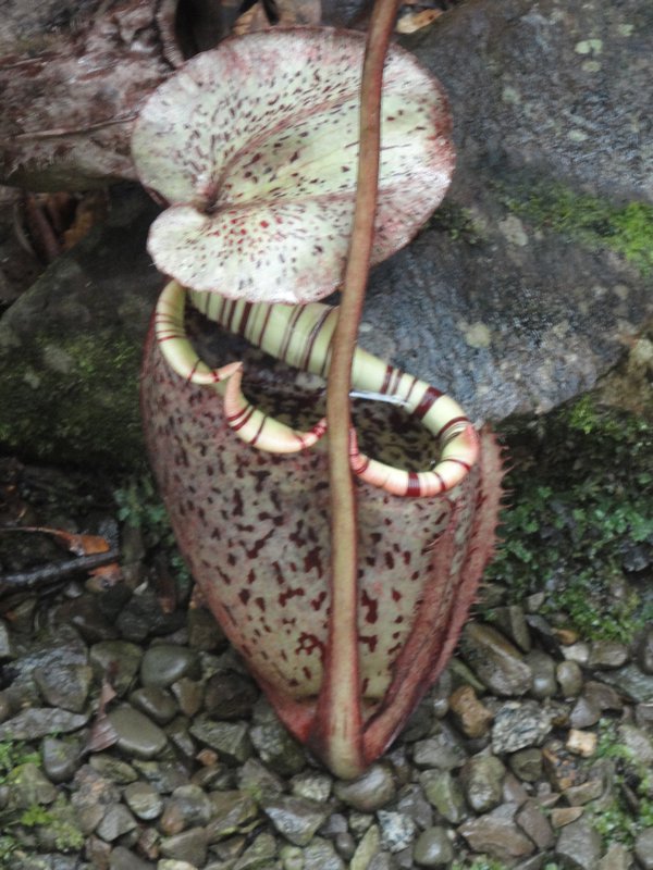 Carnivorous Pitcher Plant