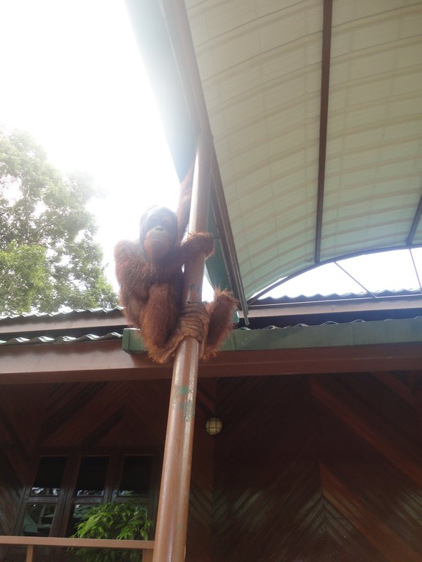 Oscar the wild Orangutan causing trouble