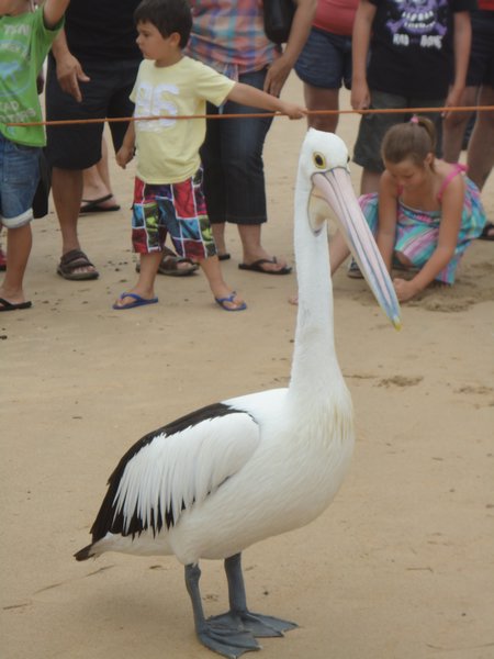 Pelican patiently waiting to be fed