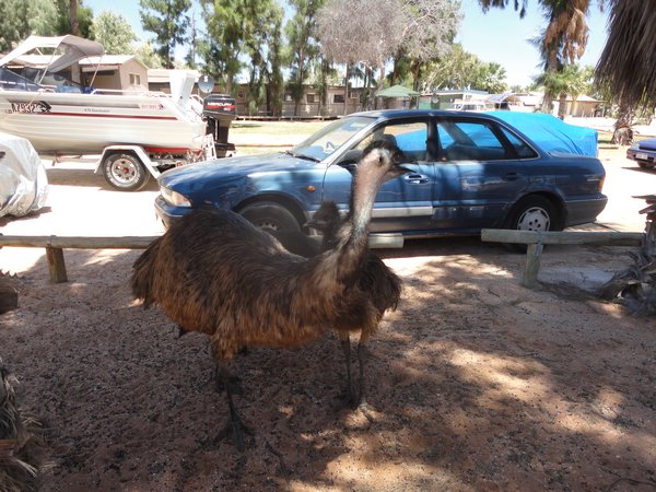 Emu family roam around Monkey Mia Resort