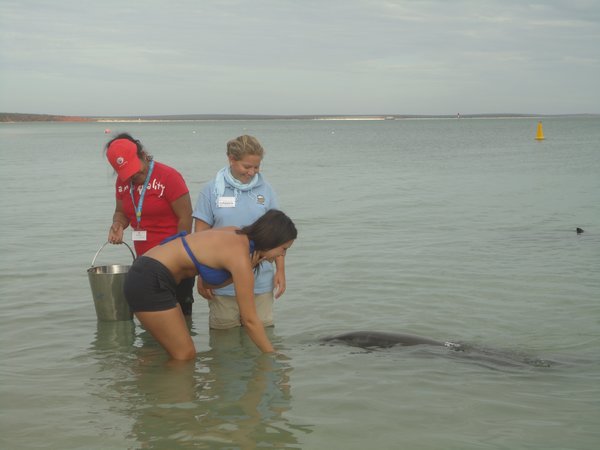 Jo getting to feed a beautiful dolphin