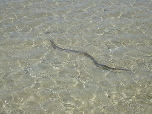 Sea snake right next to us!