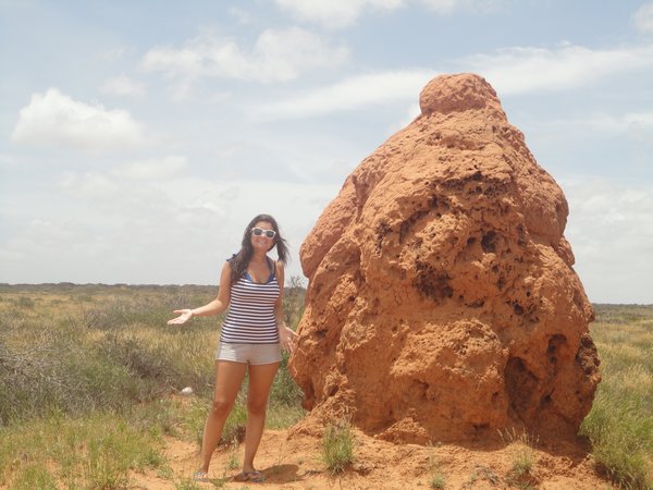 Enormous termite mounds everywhere