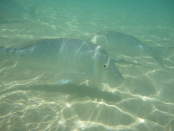 Emperor fish in Coral Bay