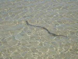 Sea snake right next to us!