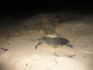 Loggerhead turtle heading back to the ocean after a hard night laying her eggs