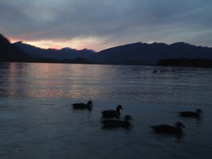 Ducks on Lake W