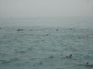 Hundreds of dolphins all around us