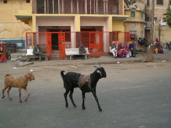 India 2009 046