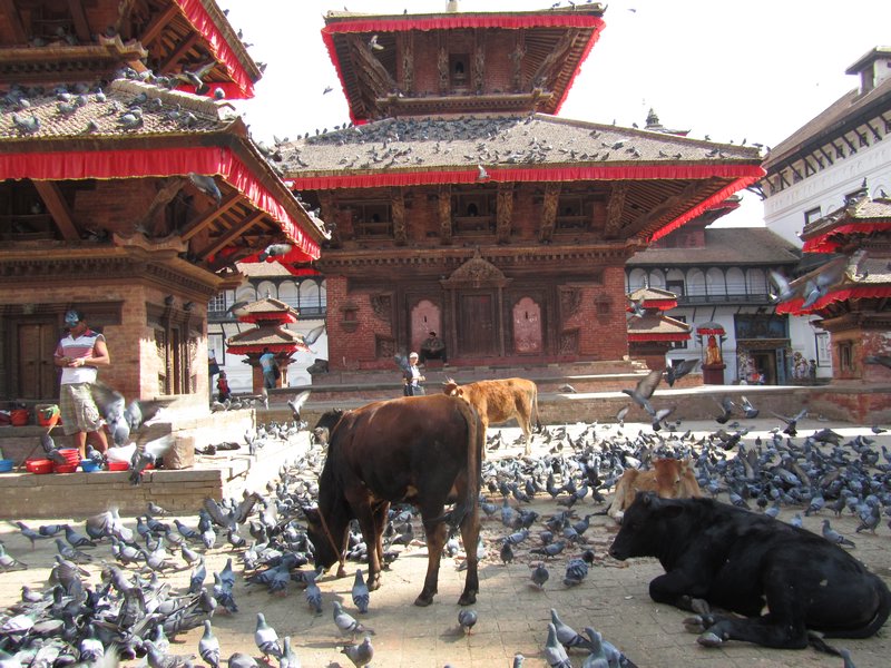Cows and Pidgeons in Durbar Square