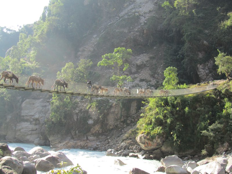 Donkey train crossing the bridge