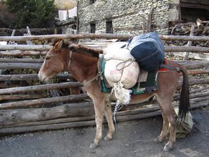 Donkeys load