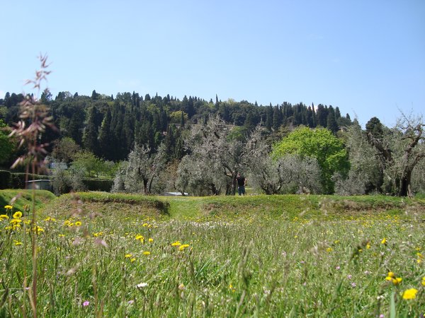 fiesole field hill
