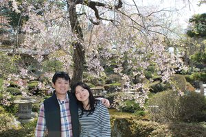 Megoshi uder a cherry blossom