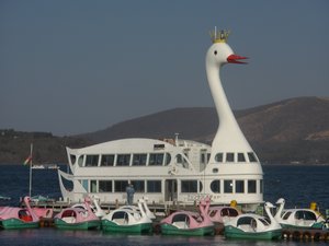 Ugly Duckling on Lake Yamanaka