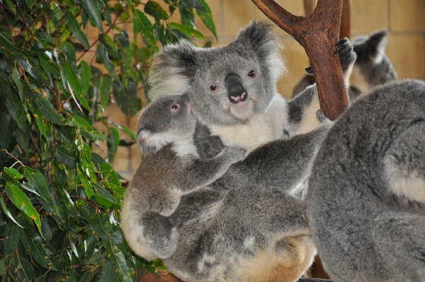 Mama koala z małym koalą