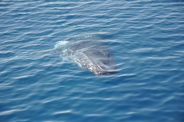 Wieloryb widziany od paszczy