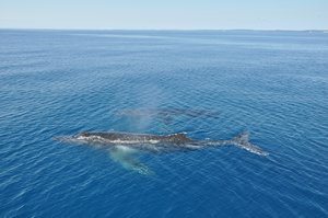 Humpback whale, czyli humbak :)